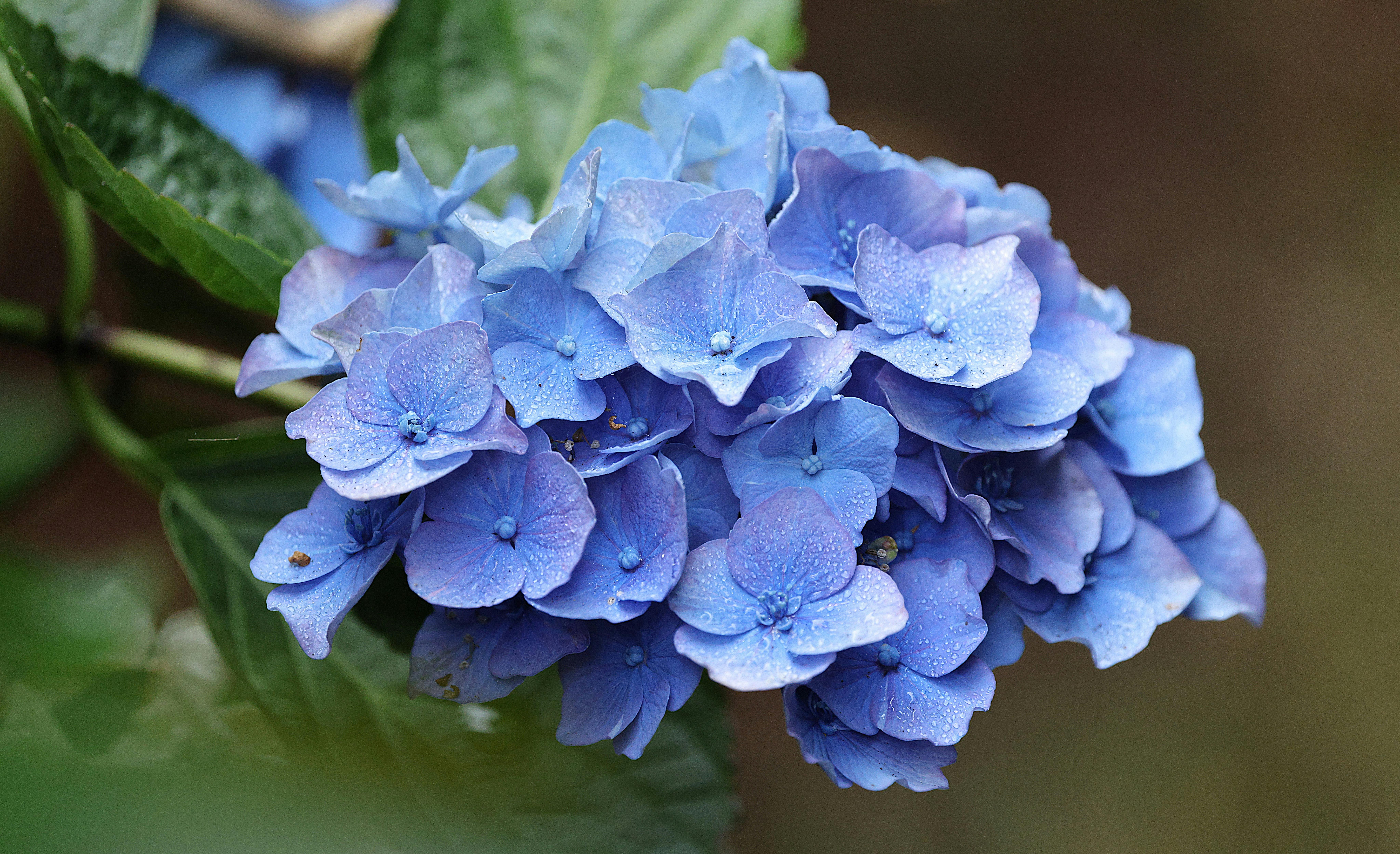flores