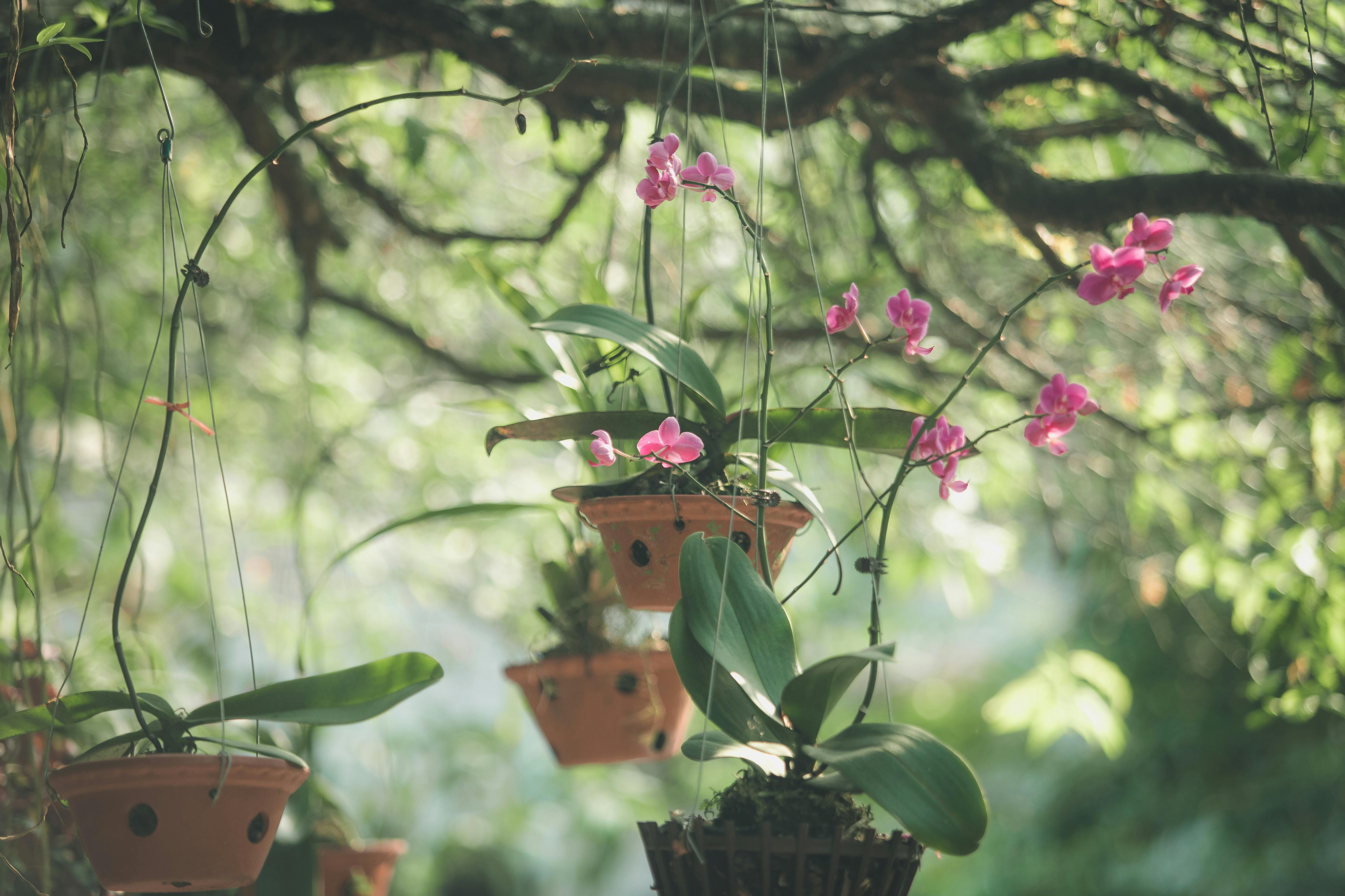 orquideas